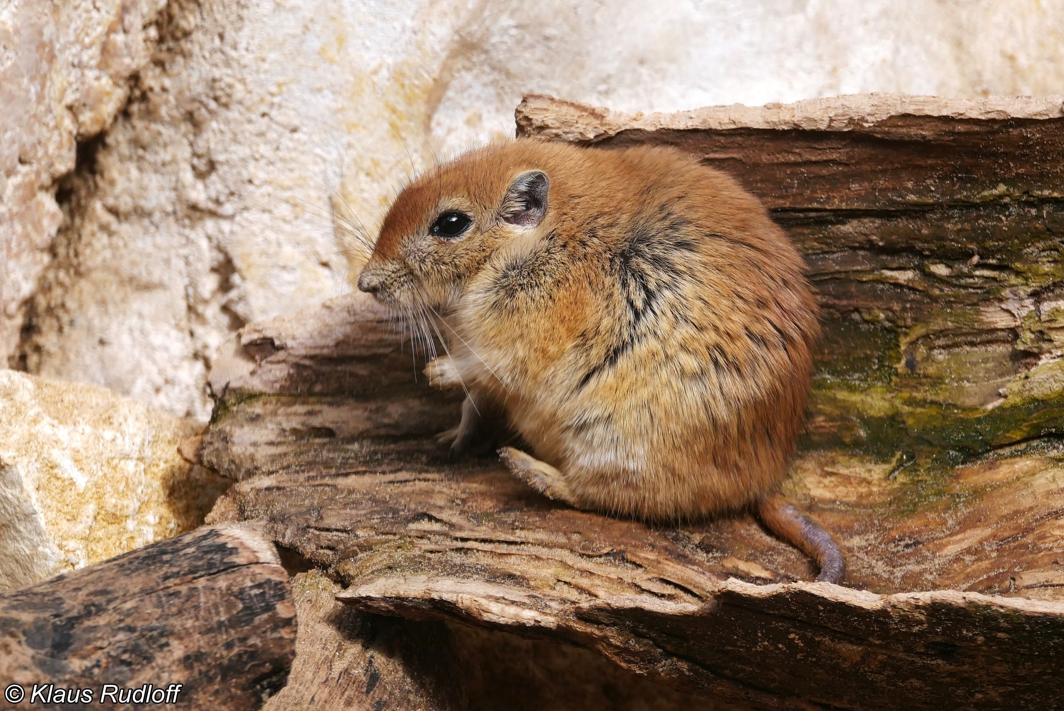 超絶プリチーなデブスナネズミの写真